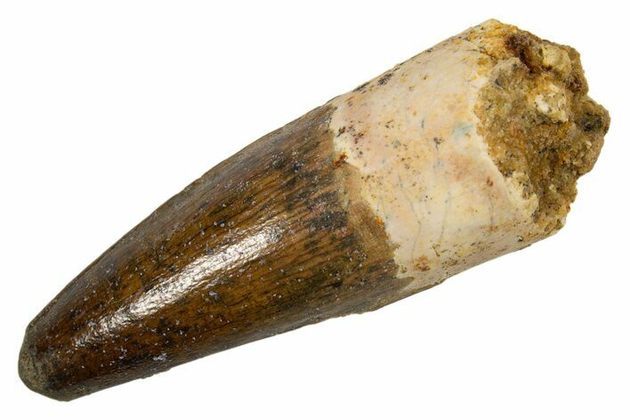 Fossil Spinosaurus Tooth - Real Dinosaur Tooth #324843